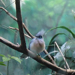 Crested Coua at Bronx zoo 2014-12-27