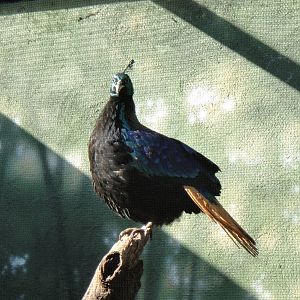 Himalayan monal at Bronx zoo 2014-12-27
