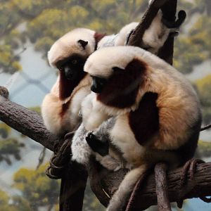 Coquerel's Sifaka at Bronx zoo 2014-12-27