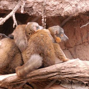 Collared lemur at Bronx zoo 2014-12-27