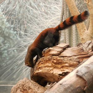 Ring-tailed Mongoose at Bronx zoo 2014-12-27