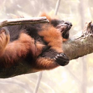 Red-ruffed lemur at Bronx zoo 2014-12-27