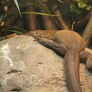 Mertens' Water Monitor at Bronx zoo 2014-12-27