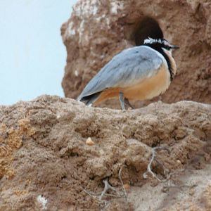 Egyptian Plover at Bronx zoo 2014-12-27