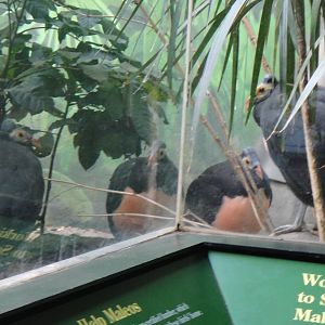 Maleo at Bronx zoo 2014-12-27