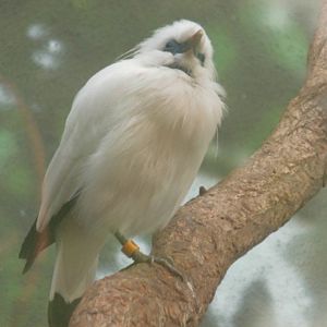 Bali mynah at Bronx zoo 2014-12-27