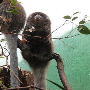 Bolivian gray titi at Bronx zoo 2014-12-27