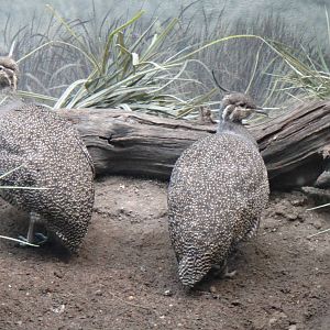 Elegant crested tinamou at Bronx zoo 2014-12-27
