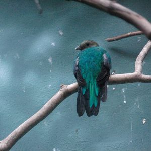Golden-headed quetzal at Bronx zoo 2014-12-27