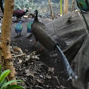 Great Argus at Bronx zoo 2014-12-27