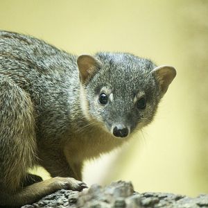 Narrow-striped mongoose, 12/28/14