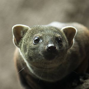 Ring-tailed mongoose, 11/28/14