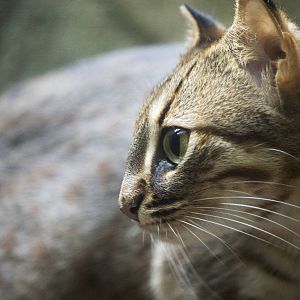 Sri Lankan rusty-spotted cat, 12/28/14
