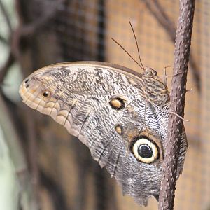 Owl butterfly