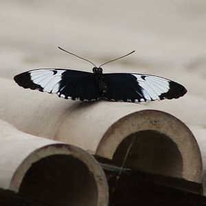 Heliconius species ID