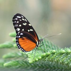 Heliconius species ID