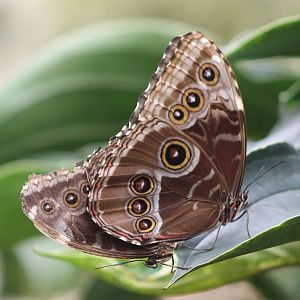 Mating Butterflies ID