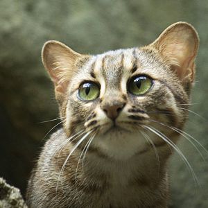 Sri Lankan rusty-spotted cat, 12/28/14