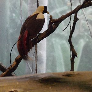 Red Bird-of-paradise at Bronx zoo 2014-12-27