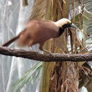Raggiana Bird-of-paradise at Bronx zoo 2014-12-27