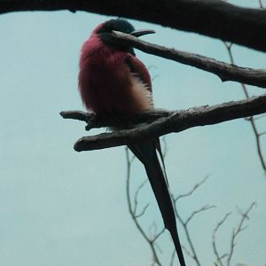 Carmine bee-eater at Bronx zoo 2014-12-27