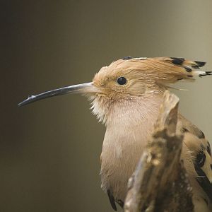 Common hoopoe, 12/28/14