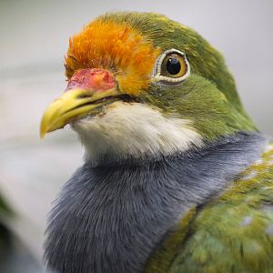 Orange-fronted fruit-dove, 12/28/14