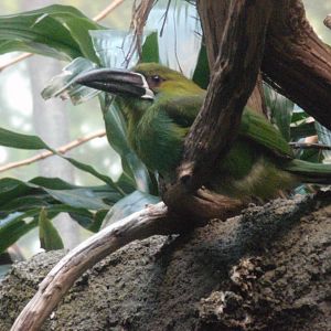 Crimson-Rumped Toucanet at Bronx zoo 2014-12-27