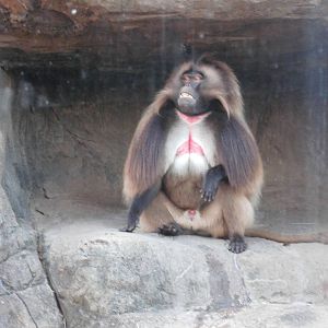 Gelada at Bronx zoo 2014-12-27