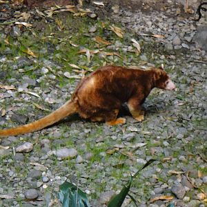 Matschie's Tree Kangaroo at Bronx zoo 2014-12-27