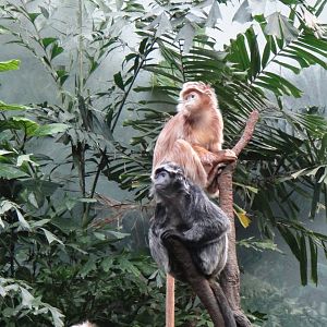 Javan langur at Bronx zoo 2014-12-27