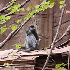 Silvered leaf monkey at Bronx zoo 2014-12-27