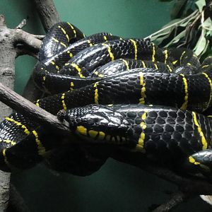 Mangrove Snake at Bronx zoo 2014-12-29