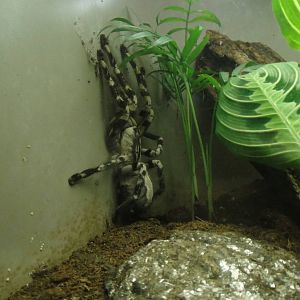 Indian Ornamental Tarantula at Bronx zoo 2014-12-29