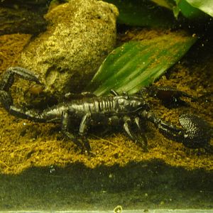 Philippine Forest Scorpion at Bronx Zoo 2014-12-29
