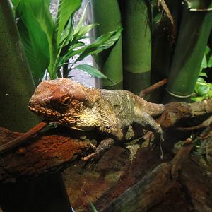 Frilled Lizard at Bronx zoo 2014-12-29