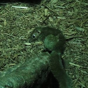 Common tree shrew at Bronx zoo 2014-12-29