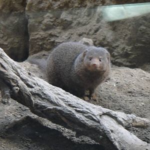 Dwarf mongoose at Bronx zoo 2014-12-29