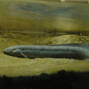 African lungfish at Bronx zoo 2014-12-29