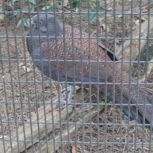 Mountain Peacock Pheasant at Bronx zoo 2014-12-29