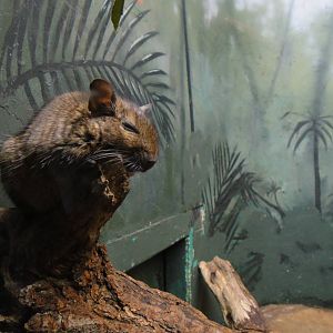 Degu at Bronx zoo 2014-12-29