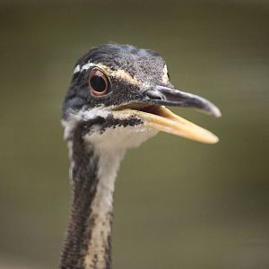 Sunbittern, 12/28/14