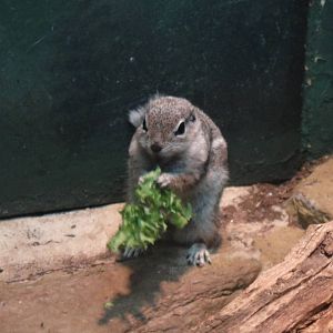 Harris's Antelope Squirrel at Bronx zoo 2014-12-29