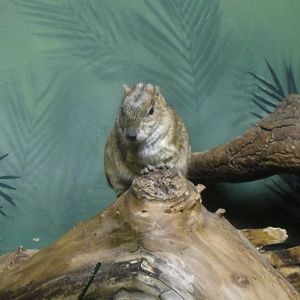 Rock Cavy at Bronx zoo 2014-12-29