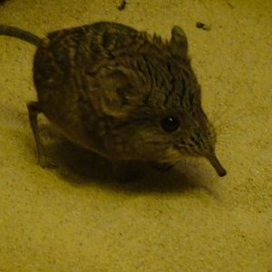 Short-eared Elephant Shrew at Bronx zoo 2014-12-29