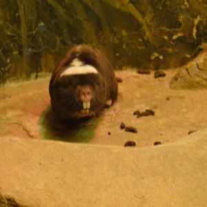 Damaraland mole rat at Bronx zoo 2014-12-29