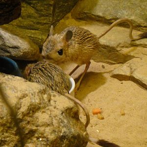 Greater jerboa at Bronx zoo 2014-12-29