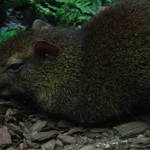 Red-rumped agouti at Bronx zoo 2014-12-29