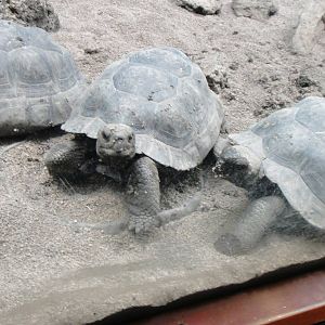 Volcan darwin tortoise at Bronx zoo 2014-12-29