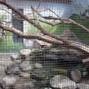 Bodensee Zoo ?berlingen - Prevost squirrel enclosure